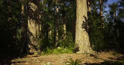Majestic Forest with Towering Trees and Vibrant Undergrowth During Daylight
