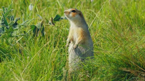 The European Ground Squirrel or Spermophilus Citellus Looks Around on the Natural Habitat in the