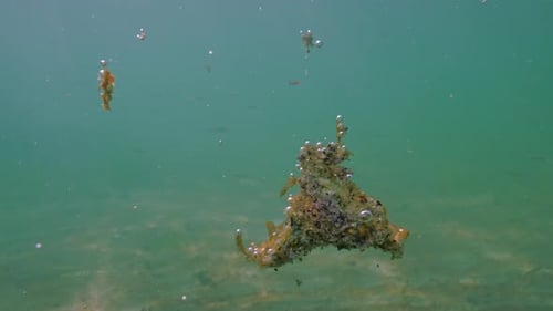 Nahaufnahme, Fragmente einer großen Mikroalgenkolonie schwimmen zusammen mit Gasblasen vom Meeresboden auf