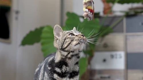 Playful Tabby Kitten Batting at Toy Indoors