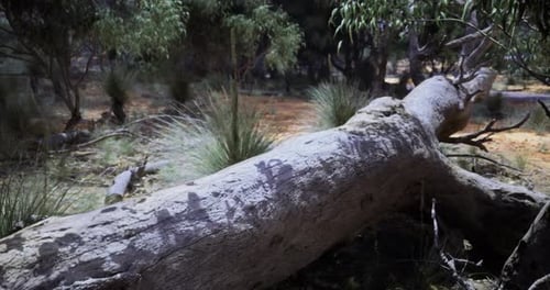 Explore the Tranquil Beauty of a Fallen Tree in a Dense Australian Forest