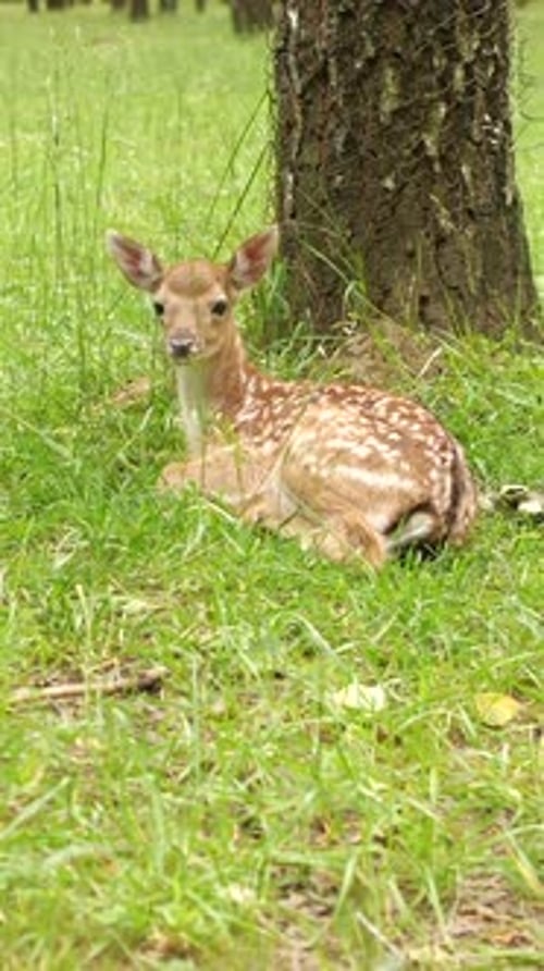 Young Fawn Resting Under Tree in Green Meadow