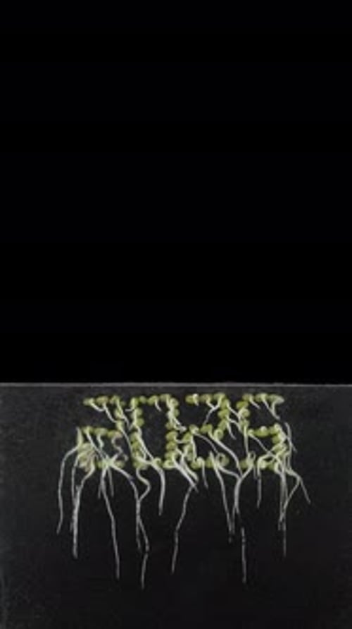 Germinating and growing mung beans in 2025 shape in rhizobox with ALPHA channel