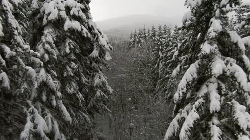 Dolly Out From Between Snowy Trees in Forest