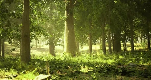 Sunlight Filtering Through Tall Trees in a Tranquil Forest Setting