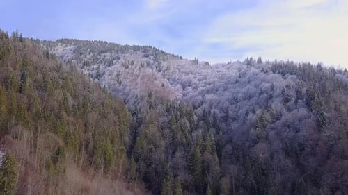 Flight Over Coniferous Forest With First Snow