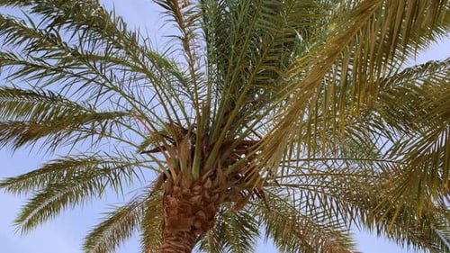 Palm Trees Bottom View on Blue Sky Background Tropical Coconut Palm Leaf Trees at Sunlight Beach on