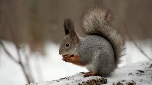 Side view of a fluffy squirrel sitting on the fallen tree and eating a nut
