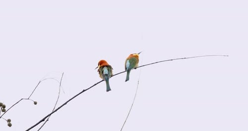 Two Colorful Beeeater Birds Perched on Thin Branches Clear Sky