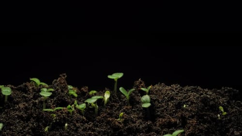 Seedlings Sprouting and Growing in Time Lapse
