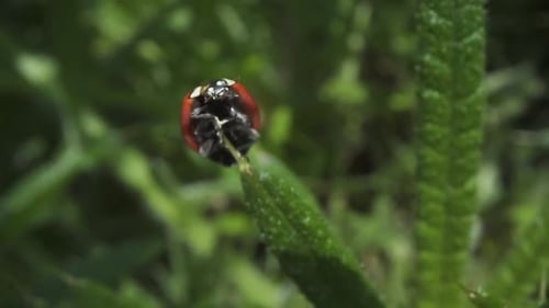 Ladybug Taking Flight From a Leaf in Macro
