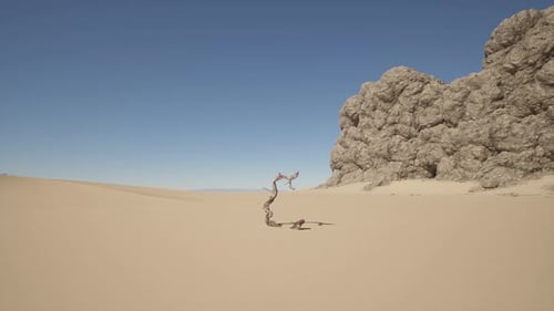 Ein einsamer Baum inmitten einer Wüste