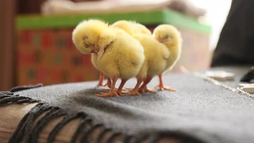 Little Chicken Cleaning His Feather While the Rest of Chicks are Sleeping Agriculture Farm and