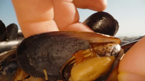 Mussels close-up, I take two, the camera slides over the shells, super macro.