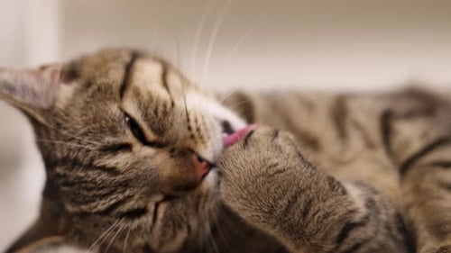 Relaxed Tabby Cat Grooming Itself Licking Paw