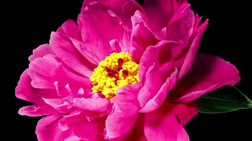 Pink Peony Blooming Time-Lapse on Black Background