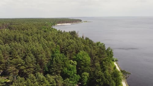 Beautiful Pine Forest Near the Lake The Majesty of Nature Peaceful Landscape Bird's Eye View of a