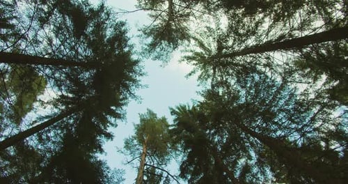 Looking Up Through Majestic Forest Trees to Sky