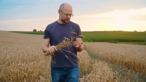 Farmer in Ripe Wheat Field Examining Crop