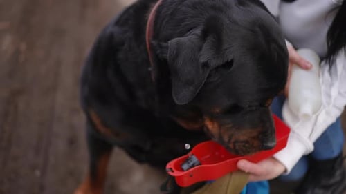 Closeup High Angle View Thirsty Big Dog Drinking Water From Special Bottle in Female Caucasian Hands