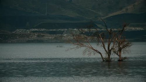 dry tree in the river
High river level
Flood of the river