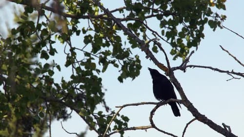 Lone raven perched in poplar tree branch caws, framed against blue sky