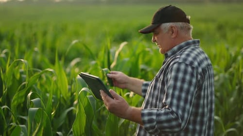 Senior Farmer Checking Grow Of Corn Plants In Field In Summer Agronomist Viewing Leaves