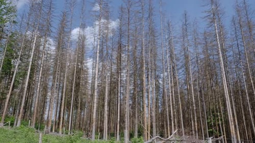Barren Tree Landscape on a Partly Cloudy Day