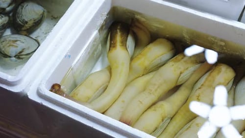 Panope du Pacifique (Panopea Generosa) sur le marché aux poissons de gros de Kizu, au Japon