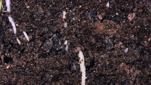 4K Plant Root Timelapse