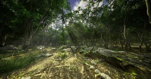 Sunlight Filters Through Trees in a Lush Forest During Midday Hours