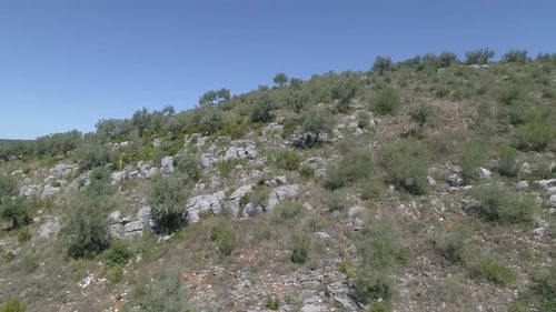 Drohnenflug über Olivenbaumkronen, die in den europäischen Bergen wachsen