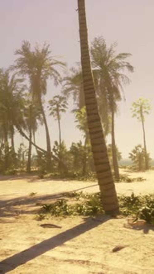 A Sandy Beach with Palm Trees and the Ocean in the Background