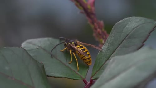 Bienenkönigin auf Blatt