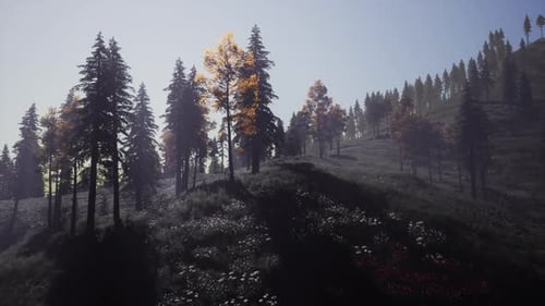 Evergreen Fir Trees with Cones Peaks of French Alps Mountains