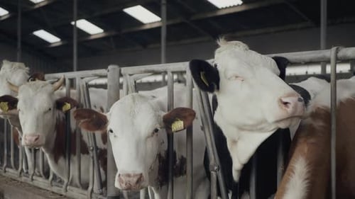 Vacas de cabeza blanca encerradas en jaulas donde solo pueden mostrar la cabeza en una granja industrial