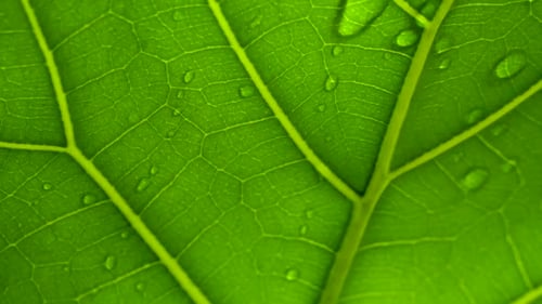 Macro shot of rain water running across green leaf in slow motion, transparent leaf.