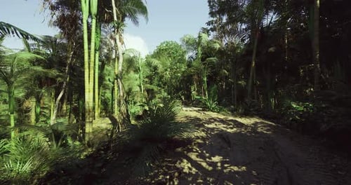 Geheimnisvolle Dschungelreise: Ein beschatteter Waldweg mit versteckten Kreaturen