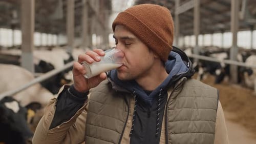 Man Drinking Tasty Milk In Cowshed