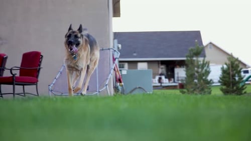 Playful German Shepherd Pet Dog Running on Grass - Low Angle Tracking Shot