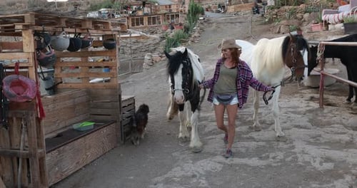 Veterinary woman works with horses inside beautiful farm ranch in rural Spain