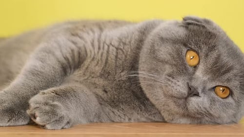 Closeup de um gato escocês cinza com olhos amarelos Um jovem animal de estimação listrado está descansando