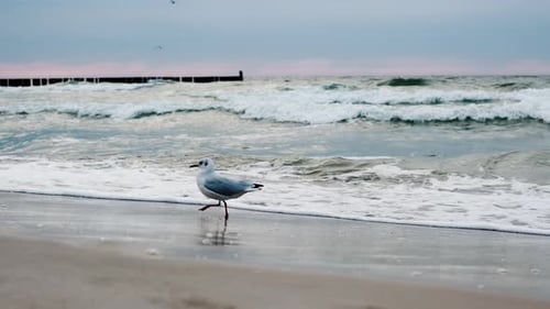 Seagull Walking on Beach with Ocean Waves