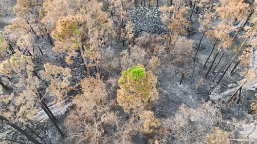 Black Dead Vegetation Burnt Down After Forest Fire Destroyed Florida Jungle Woods Ground Covered