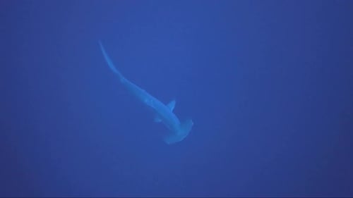 Hammerhead Shark Swimming in Deep Blue Ocean