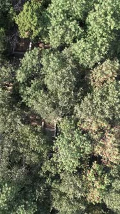 Luftaufnahme des Forest Park