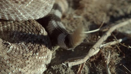 Chaotic view of a rattlesnakes rattler as it is rattling: Danger warning! Don't tread on me.