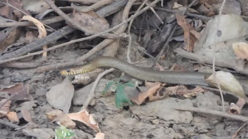 Snake Resting on Ground in Natural Habitat