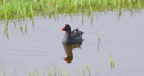 A graceful common moorhen moves through calm water, flicking her tail with each gentle stroke in
