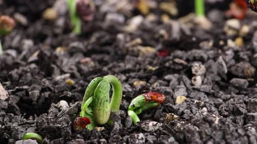 Bean Plant Growing Through the Dark Soil